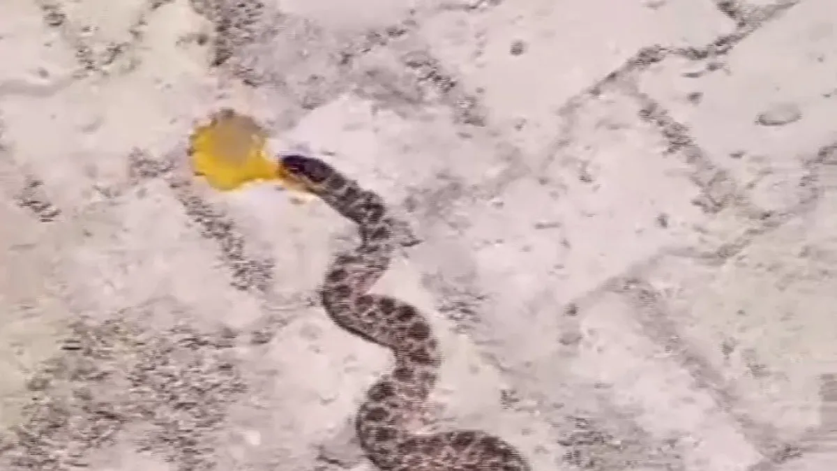 Kümesteki yumurtaları yiyen yılanı yakaladı