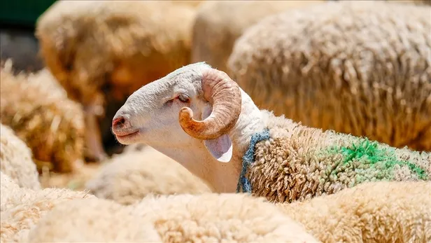 gazzeye-kurban-bagisi-2025-bagis-nasil-yapilir-fiyatlar-ne-kadar-kizilay-tdv-1749123880013.jpg A Haber foto arşiv