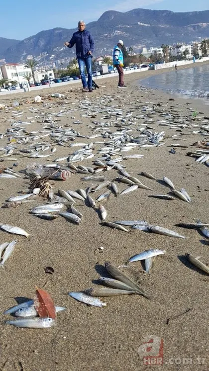 Alanya’da sahile ölü gümüş balıkları vurdu