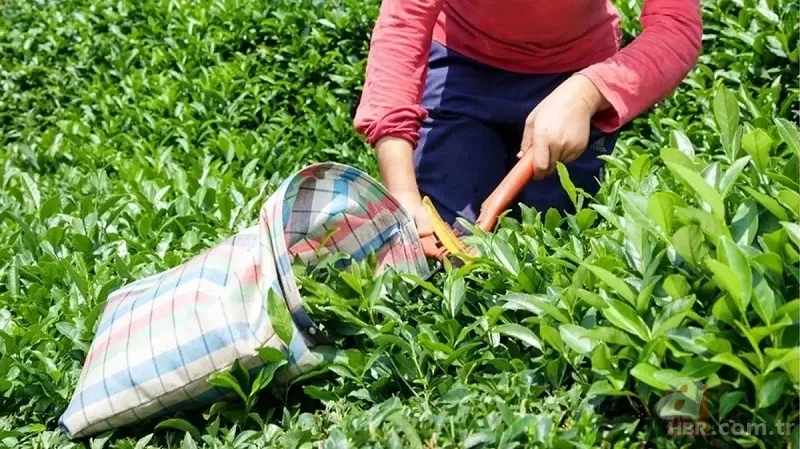ÇAYKUR beklenen işçi alımı bitiyor! KPSS şartı olmaksızın ilkokul mezunu 1.072 aday kadrolara girecek 4