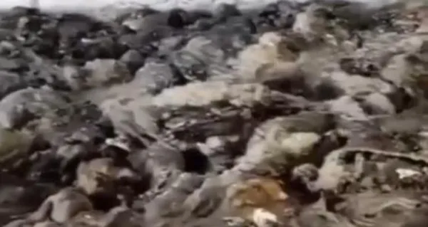 1668874340966.jpg Ankara'daki kurtlanan işkembe skandalında yeni gelişme! Firmadan ilk açıklama geldi! İşte denetim raporu... - 4
