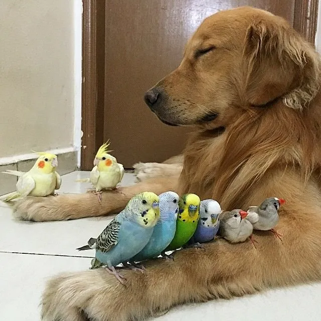 Bir köpek, bir hamster ve 8 kuşun dostluğu