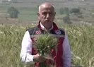 Hükümetten buğday fiyatı açıklaması