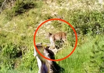 Görüntüler Türkiye'den! Belgeselleri aratmadı
