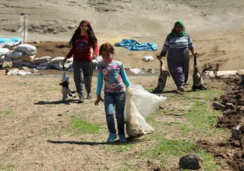 Elazığ'da kurt 150 hayvanı telef etti