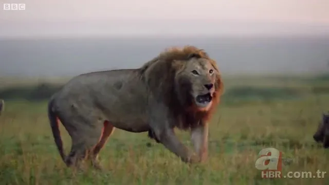 İzmir'de sırtlan paniği! "Tire canavarı" korku salıyor 12