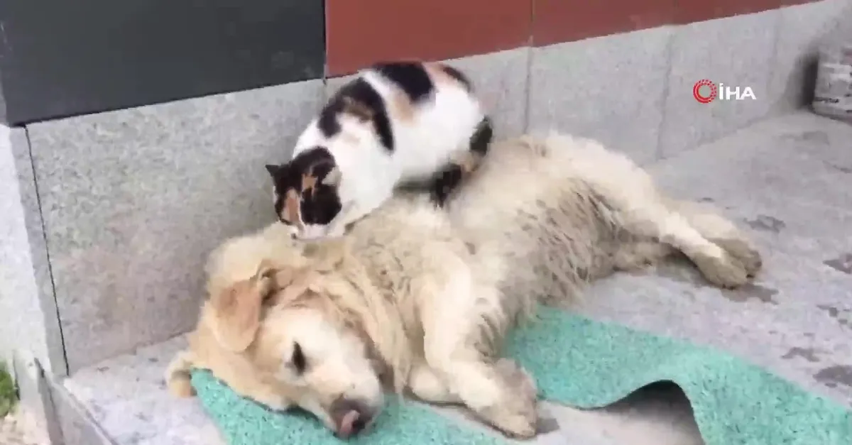 Görenler şaştı kaldı! Kedi ile köpeğin kıskandıran dostluğu! Böyle masaj yaptı