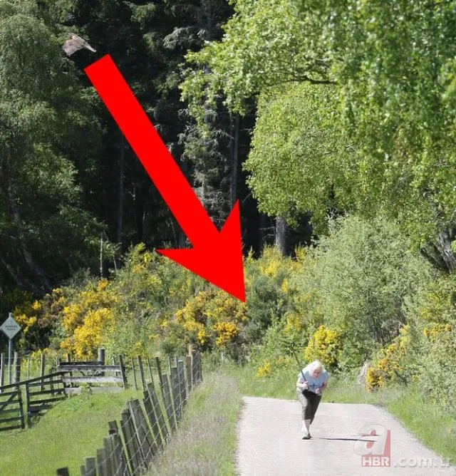 Eve giren firari vahşi hindi ortalığı birbirine kattı! ABD polisinden "özel hindi operasyonu" 23