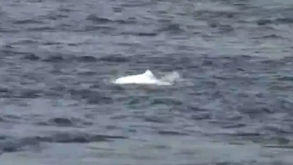 İstanbul Boğazı’nda yunus gösterisi