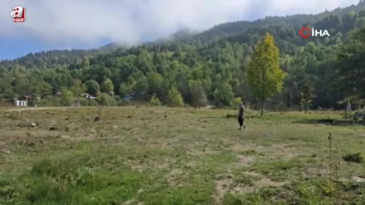 Bin 200 kilometre uzaktan gelip diktiği fidanlar orman oldu