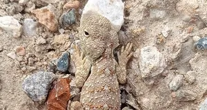 Nadir görülüyor! O ilimizde ortaya çıktı