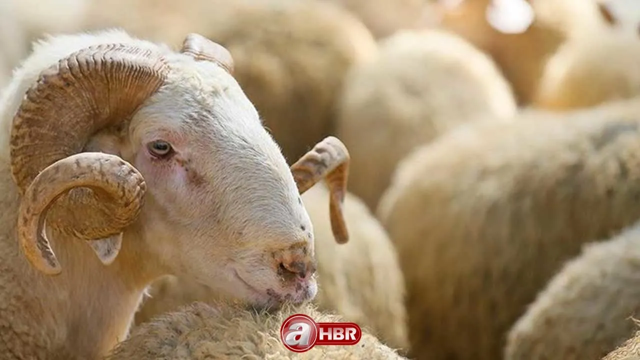 KURBANLIK FİYATLARI 2023! Kurbanlık koyun, dana fiyatları ne kadar, kaç TL? Küçükbaş, büyükbaş...