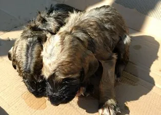 Yavru köpekleri çuvala koyup kuyuya attılar! Sadece biri hayata tutundu...