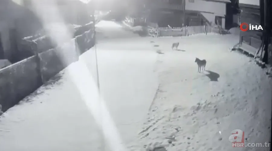 Vahşi doğa belgesellerini aratmayan görüntüler! Kurtlar köye inip köpeği telef ettiler 2