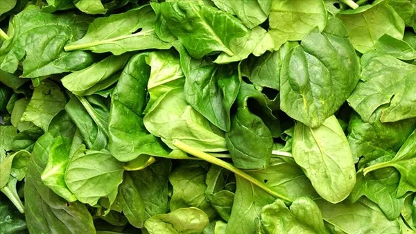 1649864372185.jpg Ispanaklarda salmonella tehlikesi! Avustralya'da tüm ürünler geri çağrıldı! Salmonella nedir? Belirtileri nelerdir? - 3