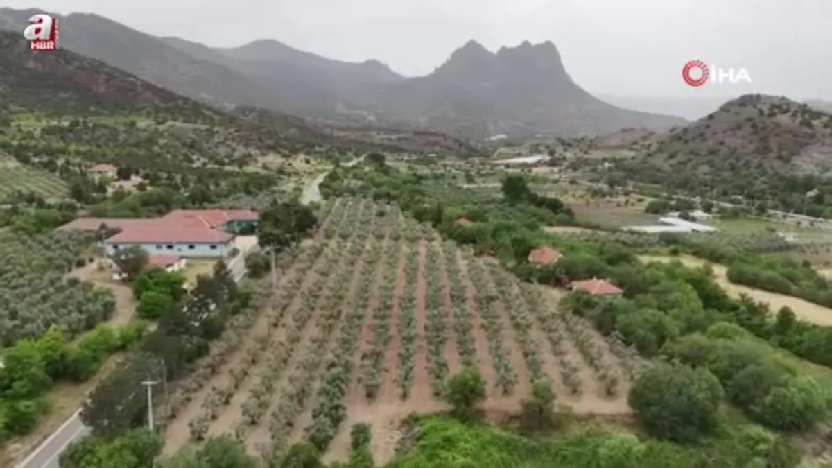 Eskişehir'de ipekböceği ırkları üzerinde ıslah çalışmaları