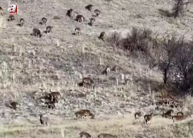 Yaban keçileri tek tek sayılıyor
