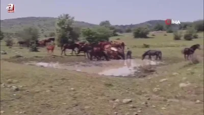 Ankara’da yılkı atları böyle görüntülendi