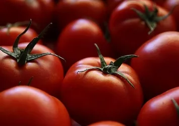 Rusya domates ithalatında tüm sınırlamaları kaldırdı
