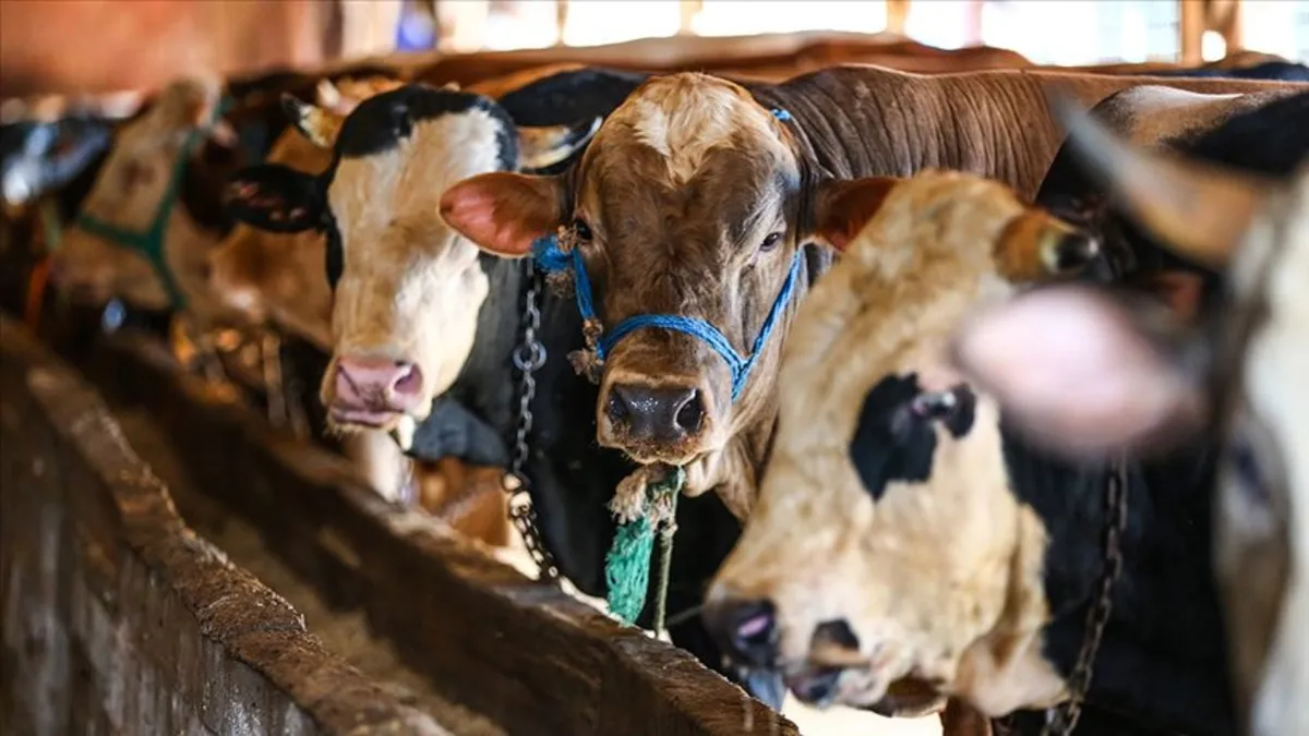 Kurbanlıklar İstanbul'a giriş yaptı: Denetimler 7/24 sürüyor