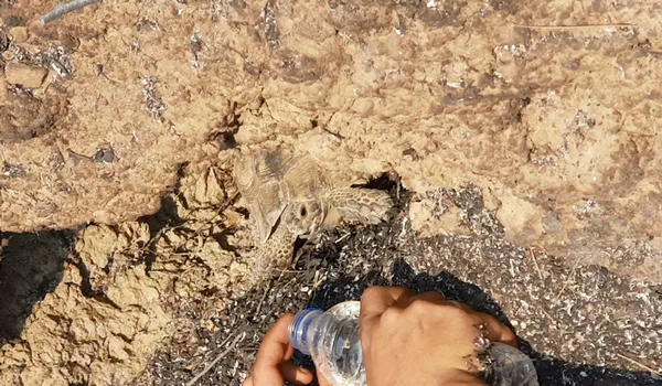 1628147032076.jpg Alevlerin arasından sağ çıktı! Kaplumbağa yangından böyle kurtuldu - 2