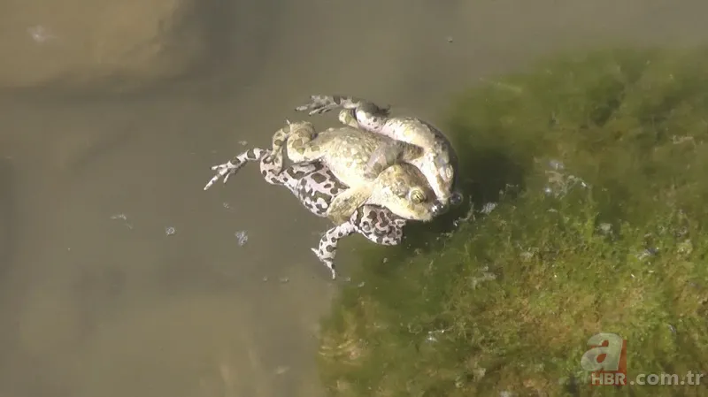 Erzurum'da görenleri şaşırtan anlar! Hemen telefona sarıldılar 2