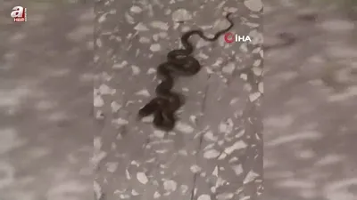 Okul koridorunda yılan paniği