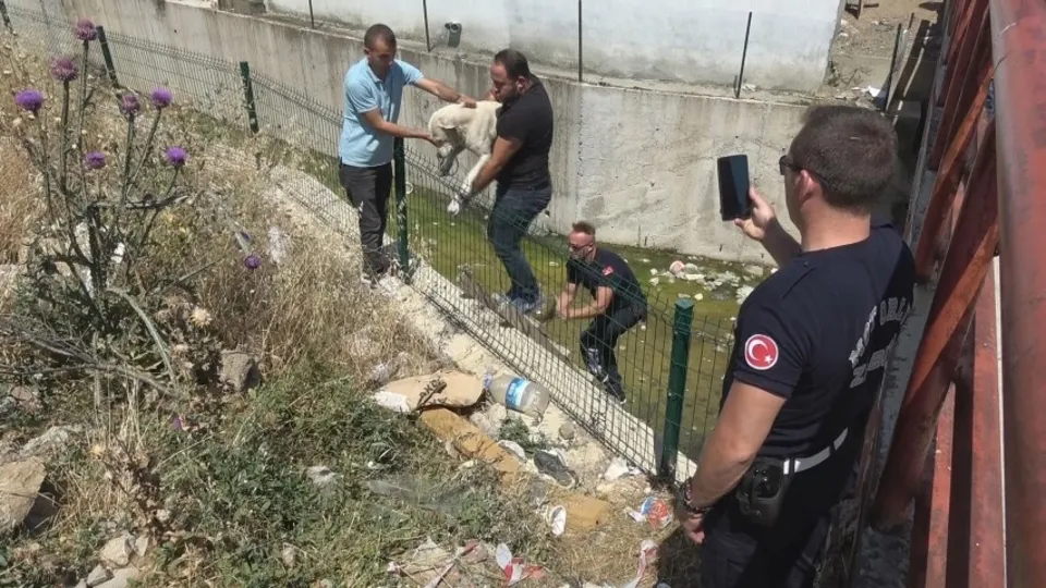 Su kanalına düşen köpek zabıta ekiplerinin gerçekleştirdiği operasyonla kurtarıldı