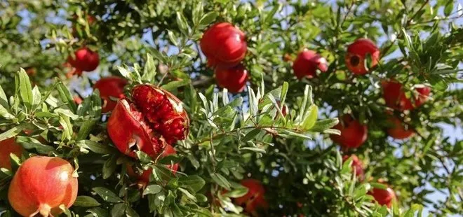 Antalya’da hasadı başladı! 1 tane yiyen hastalık yüzü görmüyor...