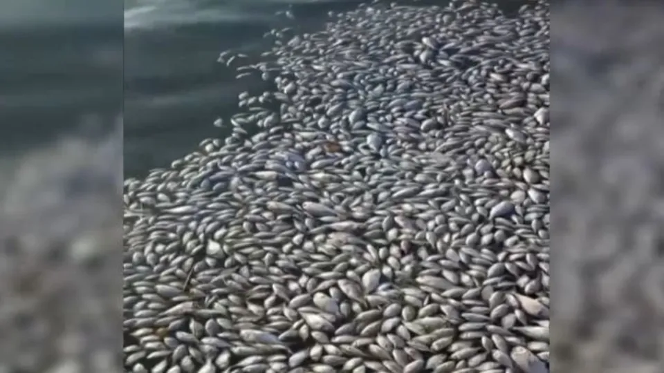 İzmir körfezi can çekişiyor!