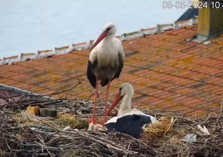 Yaren Leylek’ten üzen haber: 13'üncü kez yuvasına gelmişti...