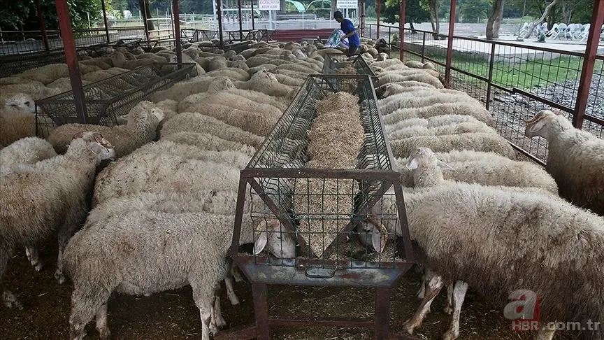 Kurban eti kimlere verilir? Kurban eti en az kaç kişiye dağıtılır? Kurban eti dağıtımı nasıl olmalı? Diyanet açıklaması 8