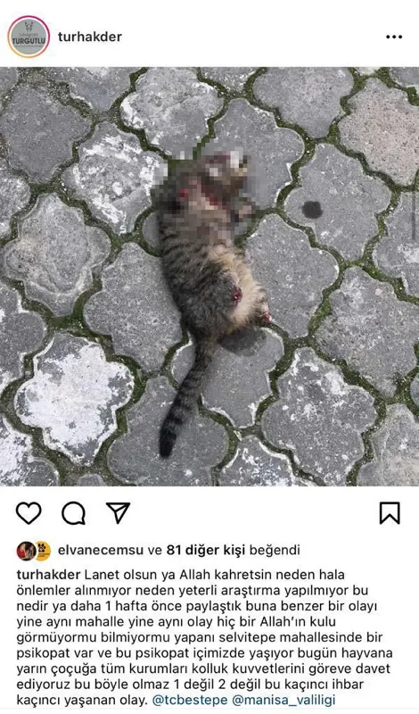 manisada-seri-kedi-katilinin-bulunmasi-icin-ozel-ekip-kuruldu-1637327133310.jpg Manisa’da seri kedi katilinin bulunması için özel ekip kuruldu - 1
