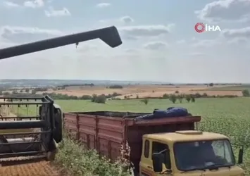Edirne'de buğday hasadı başladı: Üretici verimden memnun
