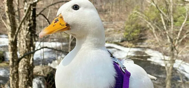 Fenomen ördek Muchkin'in aylık kazancı dudak uçuklattı! Tiktok ve Instagram'da meşhur oldu