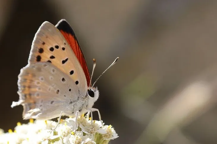 Kelebekler cenneti Van Gölü havzası