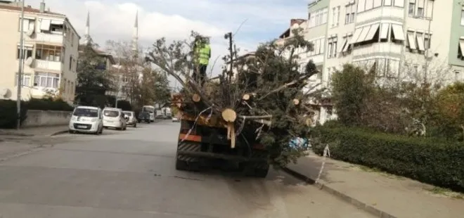 CHP’li Büyükçekmece Belediyesi’nden ağaç katliamı! O anlar kamerada