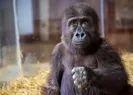 Havalimanında yakalanan goril yavrusuna ilişkin gelişme!