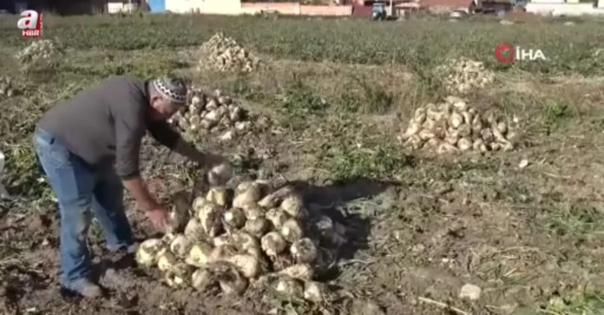 Kütahya'da pancar hasadı başladı