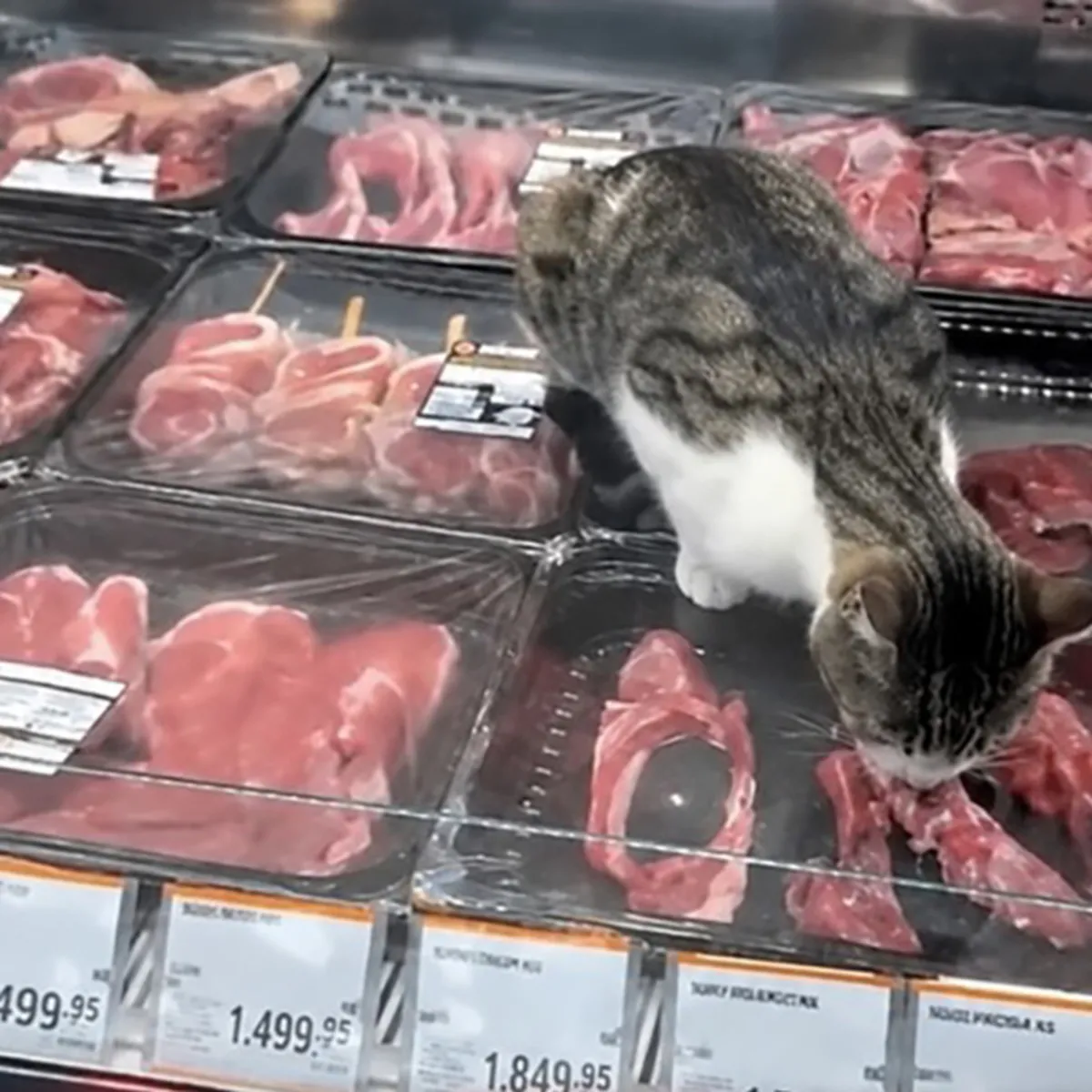 Kedi reyondaki etleri önce yaladı sonra tek tek yedi! Market zincirinde şok görüntü: İşte cezası