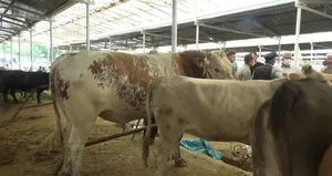 Kurban pazarının şampiyonu belli oldu