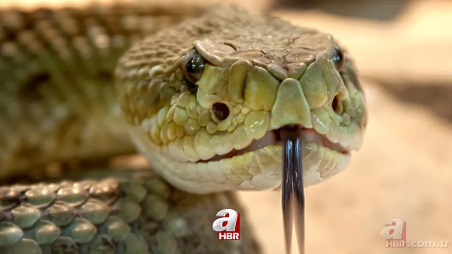 Bu yılanı görünce arkanıza bakmadan kaçın! Muş, Hakkari, Bingöl, Diyarbakır, Malatya… Türkiye’nin dört bir yanında görüldü! Tek ısırığıyla… 1