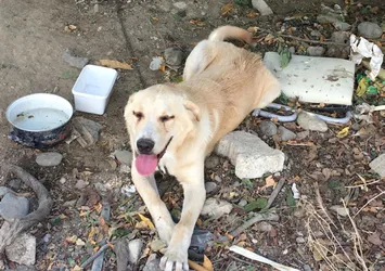 Bıçakladığı köpeği serbest kalınca öldürdü