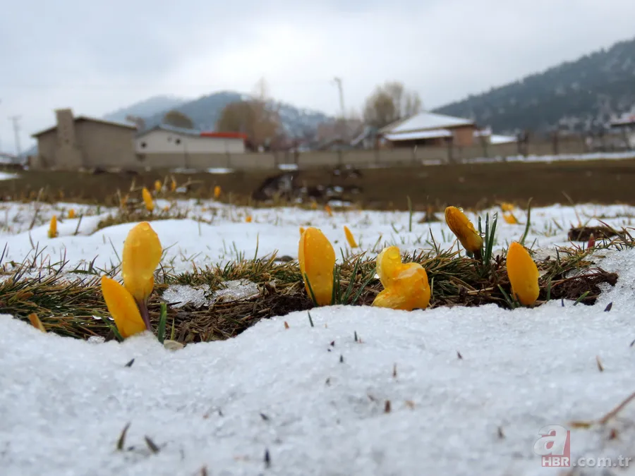 Toros Dağları'nda yaylalarda karlar erimeye başladı, çiçekler her yeri kapladı 1