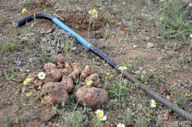 Karaman’da vatandaşlar kilosu 200 lirayı bulan domalan mantarını karış karış arıyor! 11