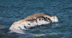 Kıyıya vurdu! Metrelerce uzunlukta...