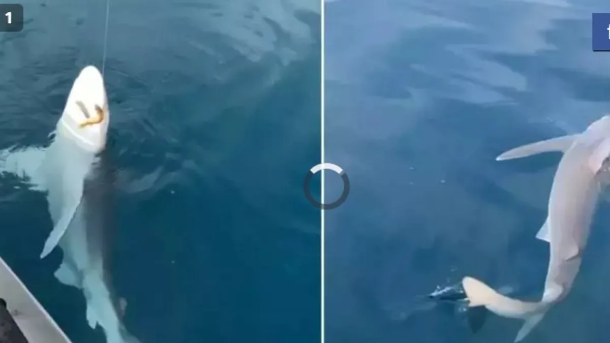 Oltasına köpek balığı takıldı yeniden denize bıraktı