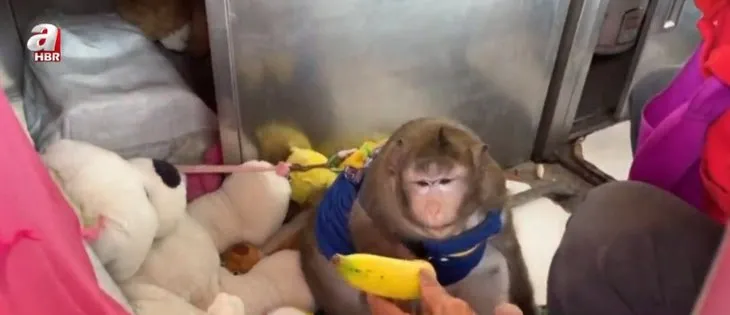 Bebekliğinden beri abur cuburla besleniyor! Obez maymun Godzilla diyet kampında