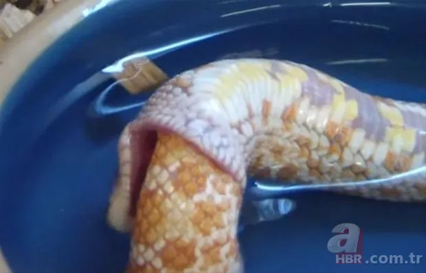 Hayatta kalma mücadelesi: Timsahın 3 aslan ile savaşı! Görüntüler sosyal medyayı salladı 25