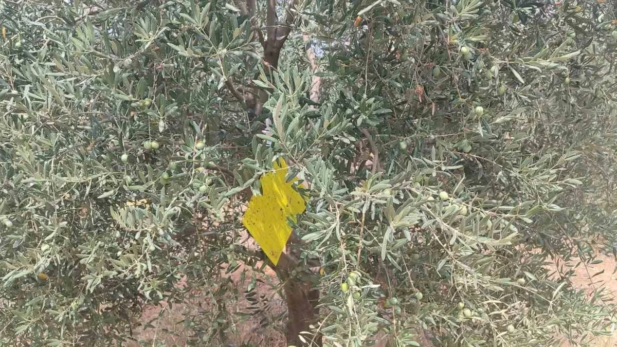Manisa'da zeytin sineğine karşı ilaçlama çağrısı